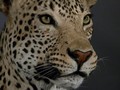 images/tassidermia-mammiferi-africa/